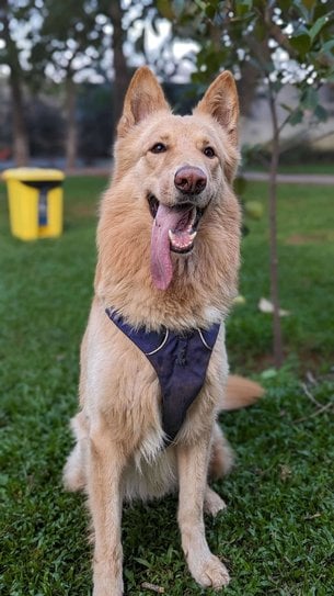 German Shepherd Dogs For Mating In Bangalore