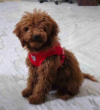 Poodle For Sale In Hyderabad