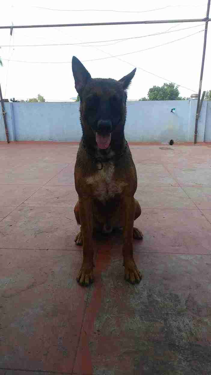Belgian Malinois Dogs For Mating In Chennai