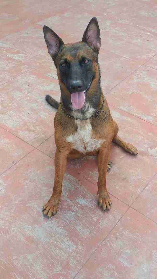 Belgian Malinois Dogs For Mating In Chennai