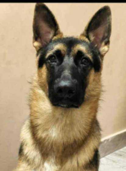 German Shepherd Dogs For Mating In Delhi