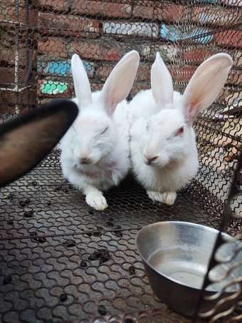 Rabbits For Adoption In Aligarh