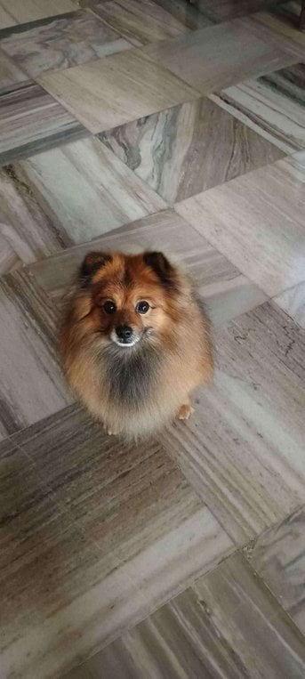 Culture Pomeranian Dogs For Mating In Mohali