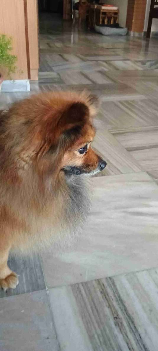 Culture Pomeranian Dogs For Mating In Mohali