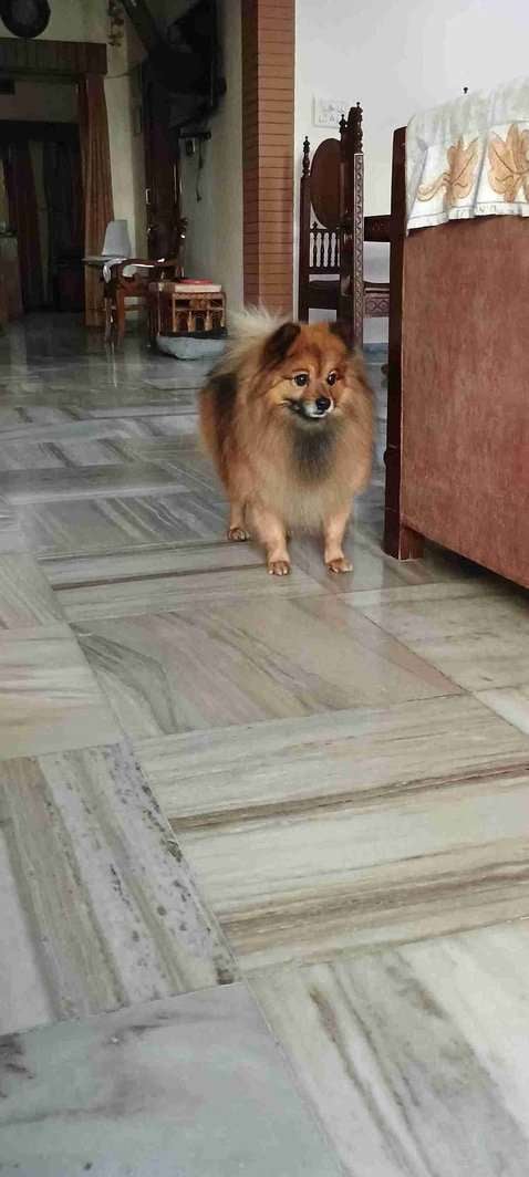 Culture Pomeranian Dogs For Mating In Mohali