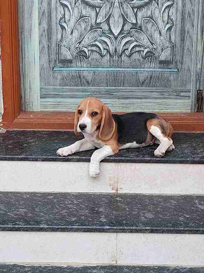 Beagle For Sale In Aurangabad MH