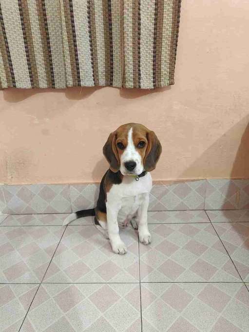 Beagle For Sale In Jammu