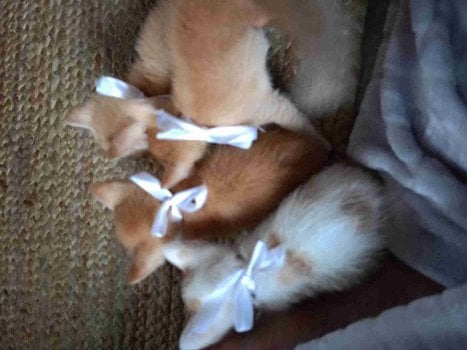 Indian Breed For Adoption In Guwahati