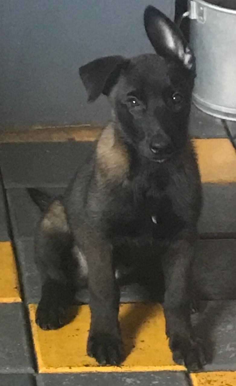 Belgian Malinois For Sale In Ernakulam
