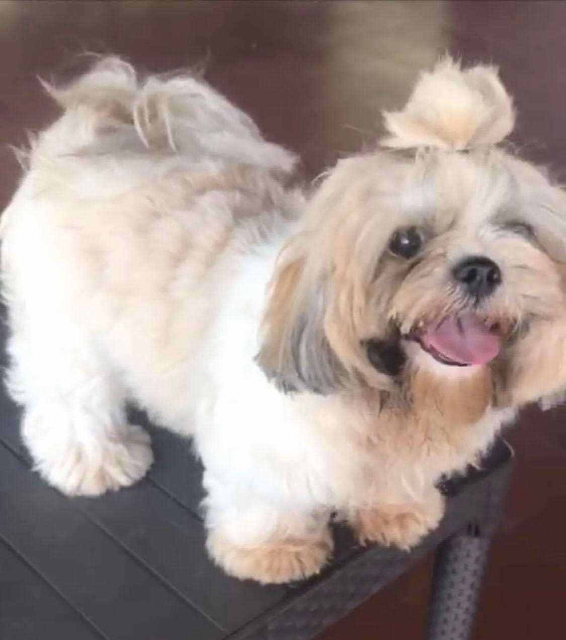 Shih Tzu For Sale In Ernakulam