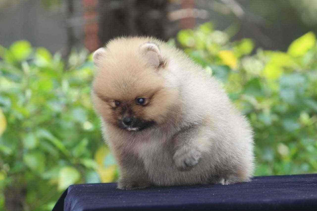 Toy Pom For Sale In Delhi