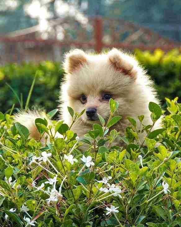 Toy Pom For Sale In Delhi