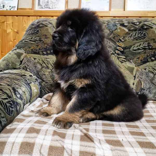 Tibetan Mastiff For Sale In Delhi