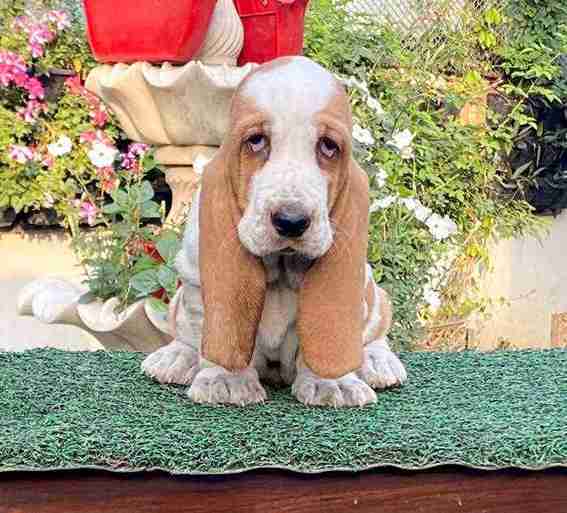 Basset Hound For Sale In Delhi
