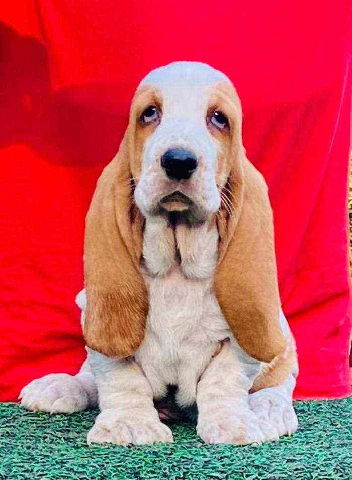 Basset Hound For Sale In Delhi