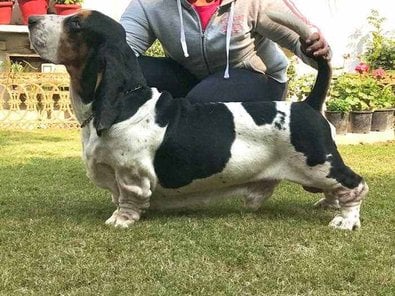 Basset Hound For Sale In Delhi