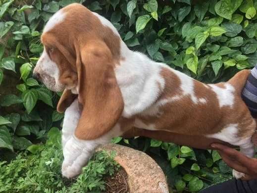 Basset Hound For Sale In Delhi