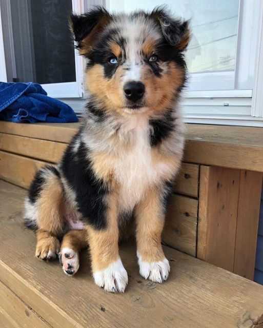 Australian Shepherd For Sale In Delhi