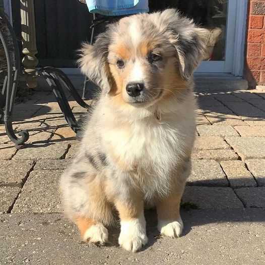 Australian Shepherd For Sale In Delhi