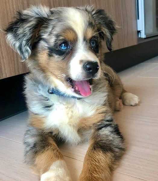 Anatolian Shepherds For Sale In Delhi