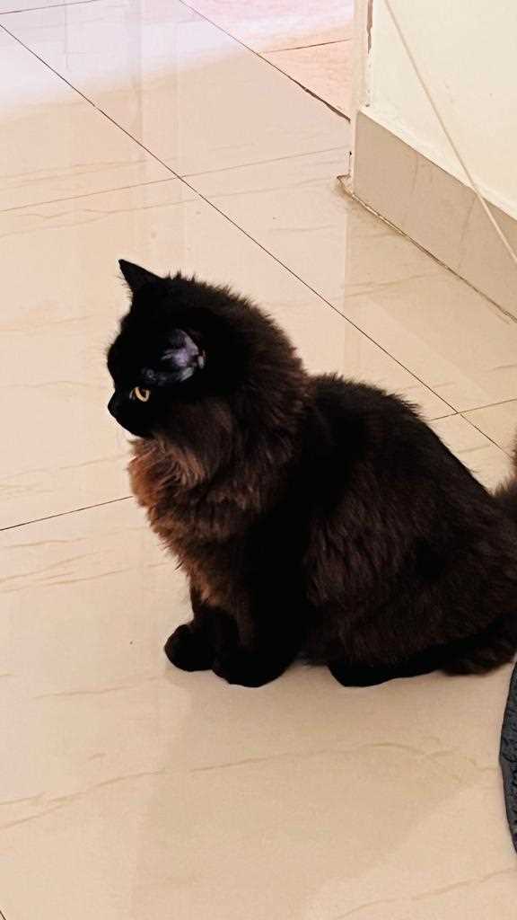 Persian Dogs For Mating In Bangalore