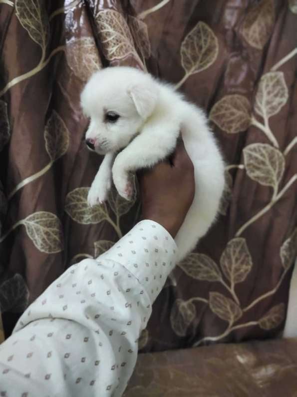 Indian Spitz For Sale In Indore