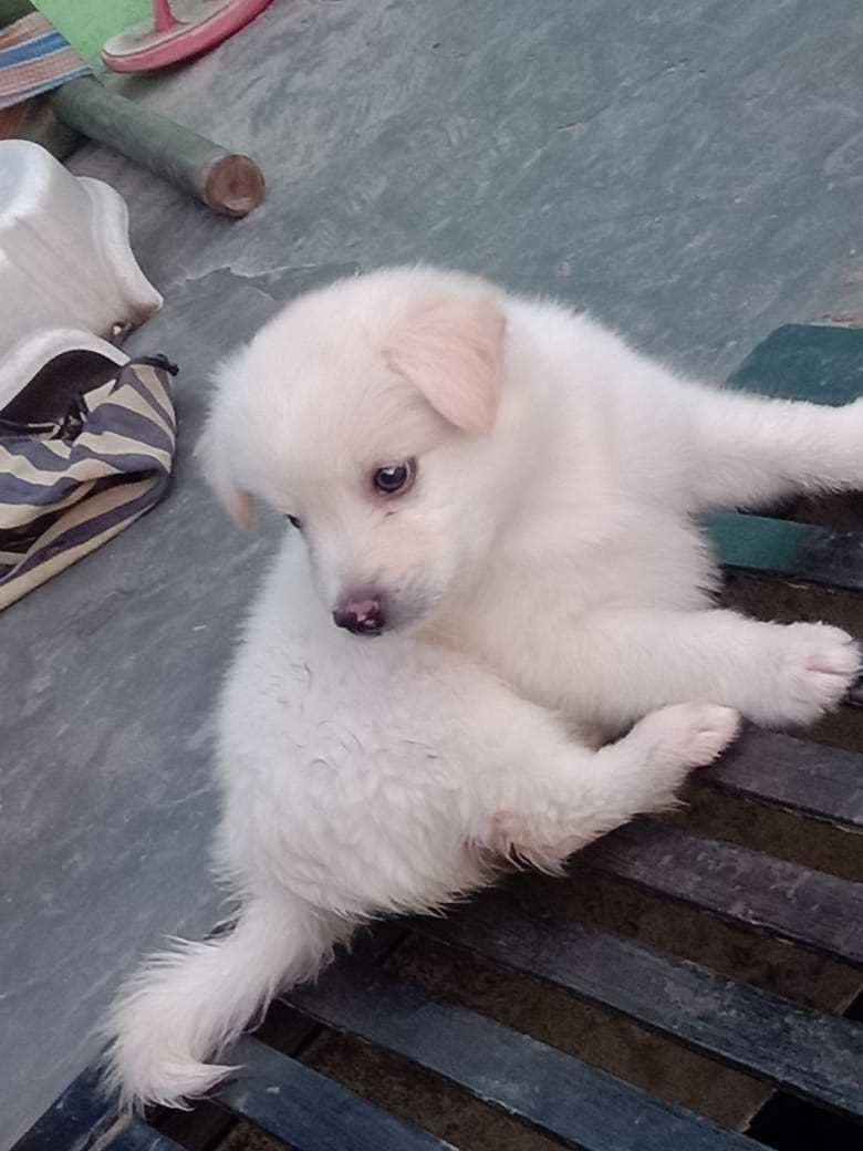 Indian Spitz For Sale In Indore