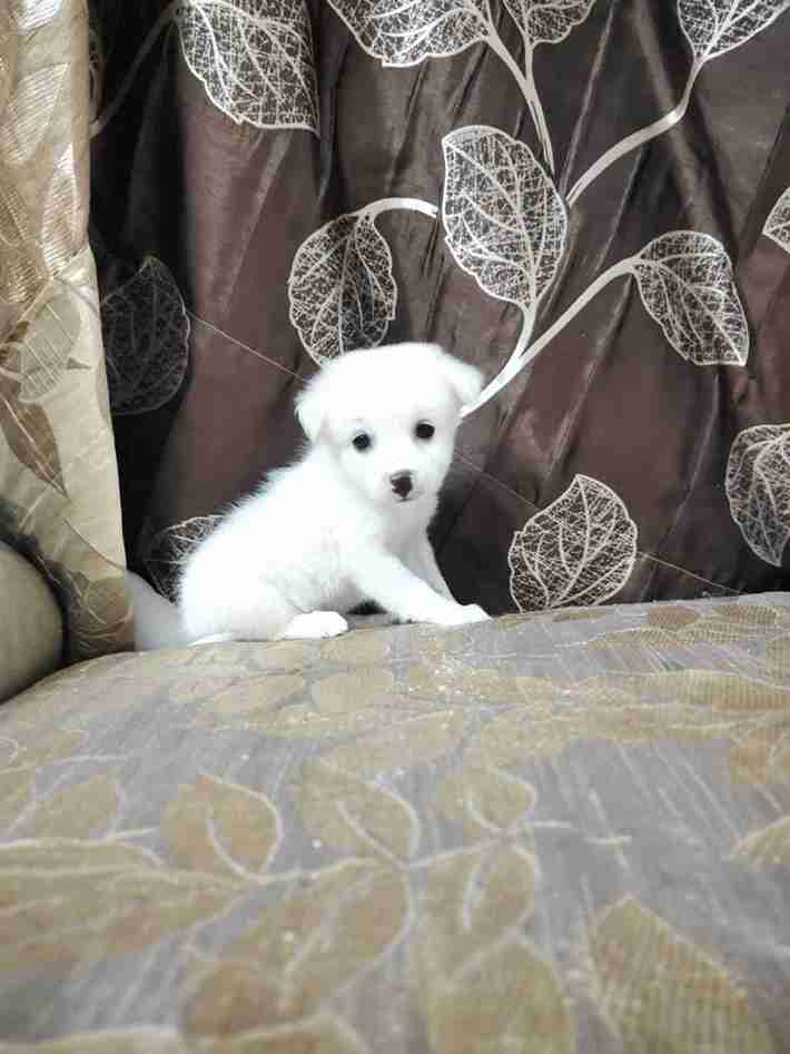 Indian Spitz For Sale In Indore