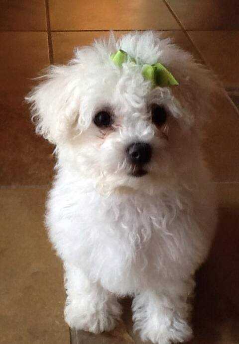 Bichon Frise For Sale In Indore