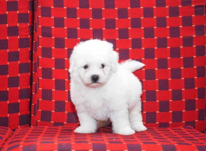 Bichon Frise For Sale In Indore