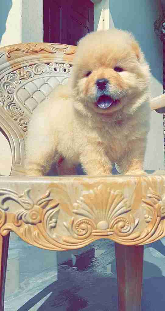 Chow Chow For Sale In Indore