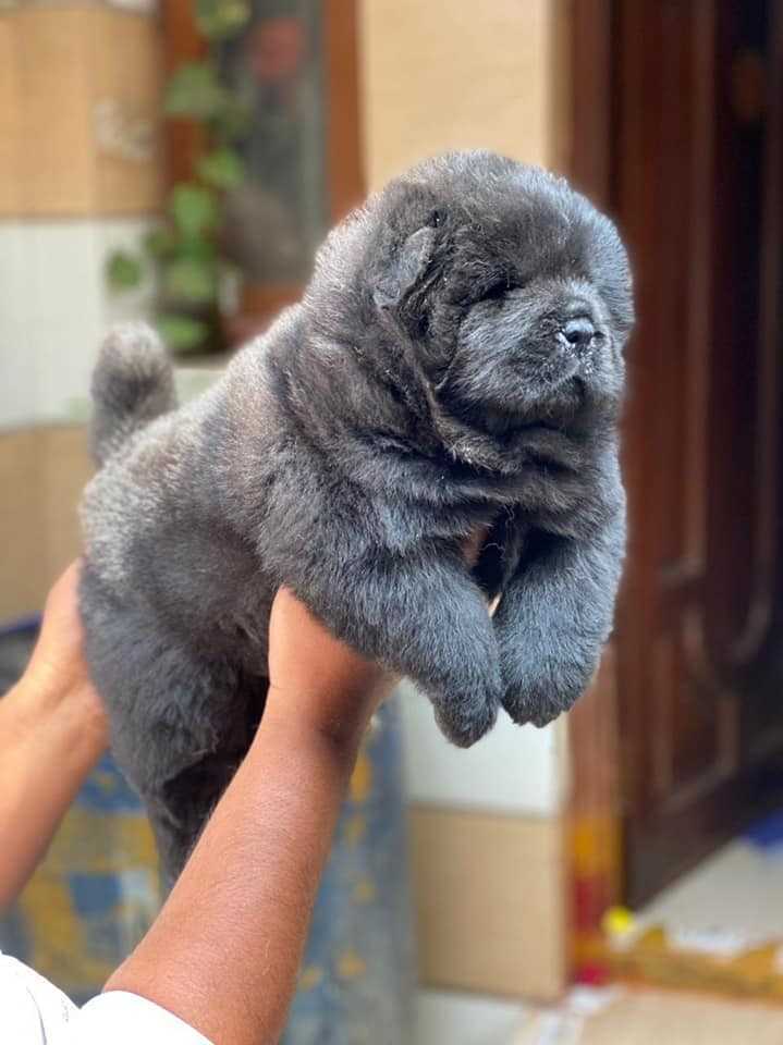 Chow Chow For Sale In Indore