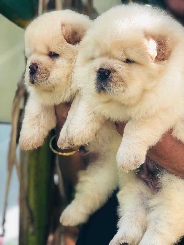 Chow Chow For Sale In Indore