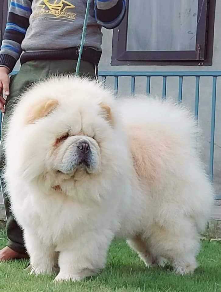 Chow Chow For Sale In Indore