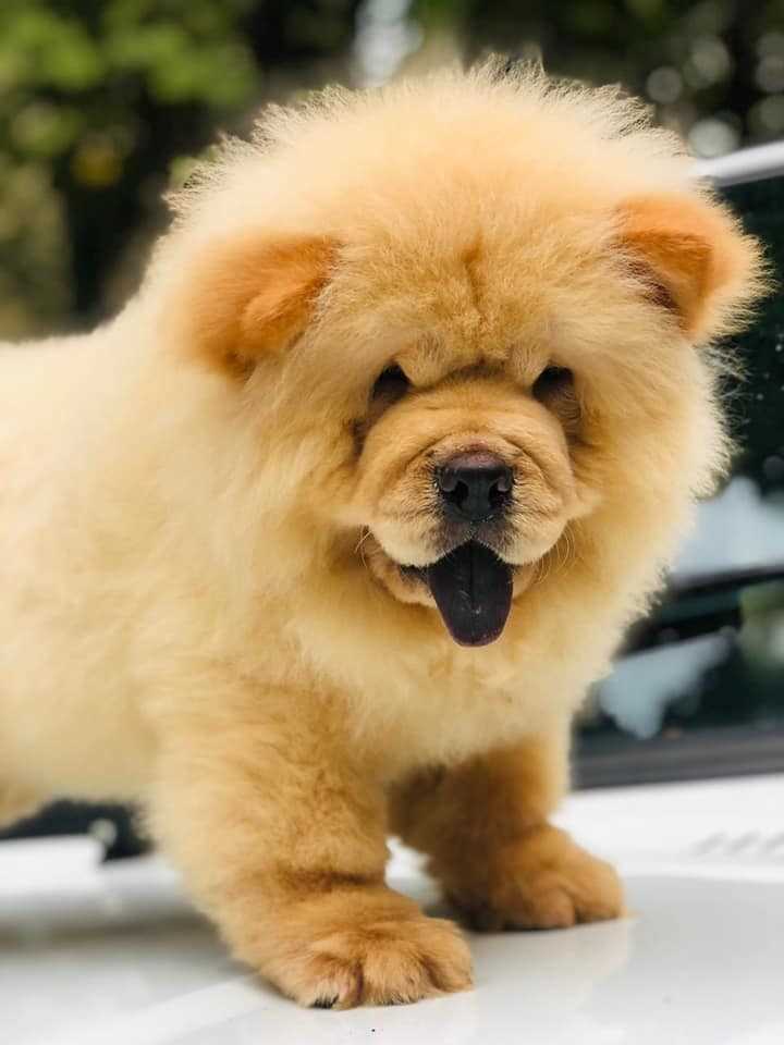 Chow Chow For Sale In Indore