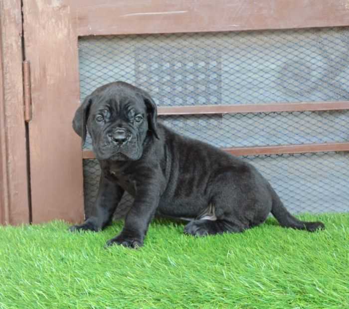 Cane Corso For Sale In Indore