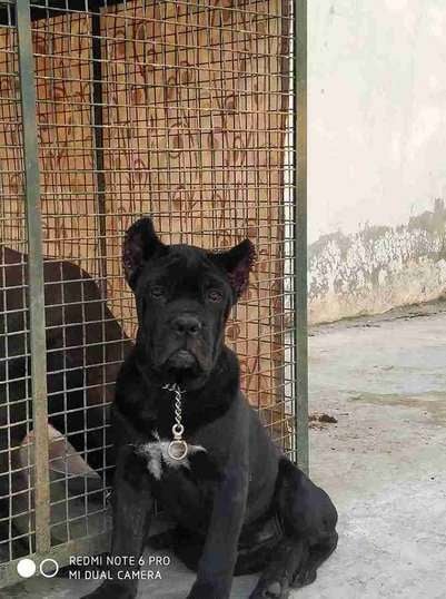 Cane Corso For Sale In Indore
