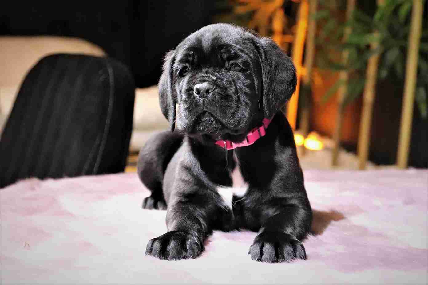 Cane Corso For Sale In Indore