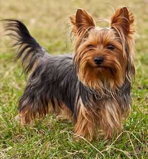 Yorkshire Terrier For Sale In Indore
