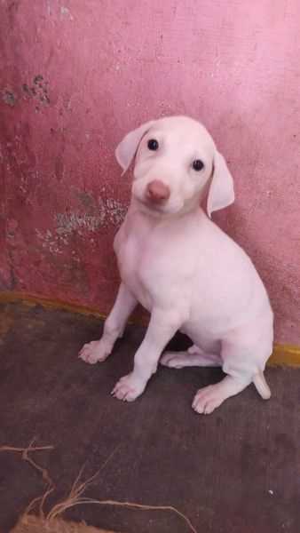 Rajapalayam For Sale In Indore