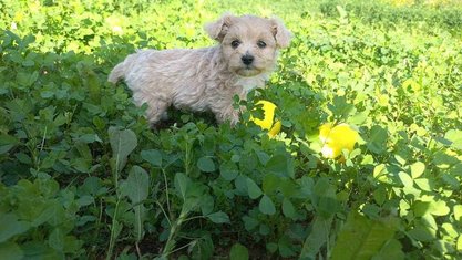 Maltipoo For Sale In Jaipur