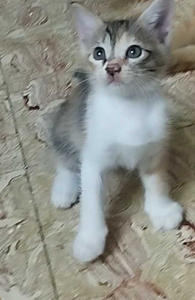 Indian Breed For Adoption In Chennai