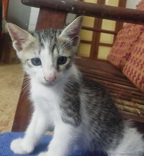 Indian Breed For Adoption In Chennai