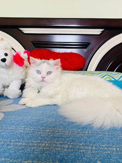 Persian Dogs For Mating In Bangalore