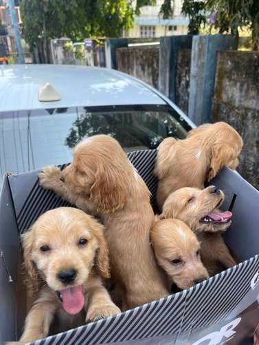 Cocker Spaniel For Sale In Pathanamthitta