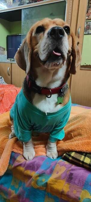 Beagle Dogs For Mating In Madurai