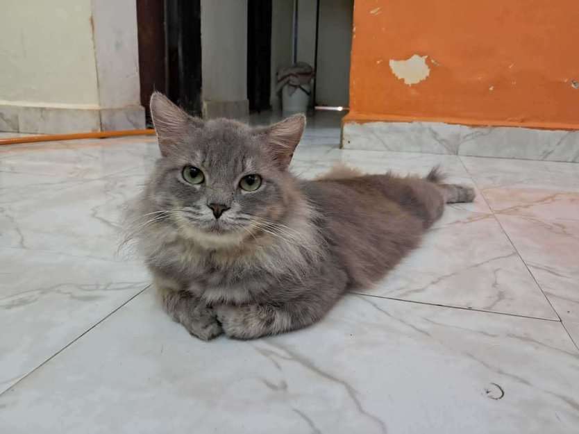 Persian For Adoption In Thane