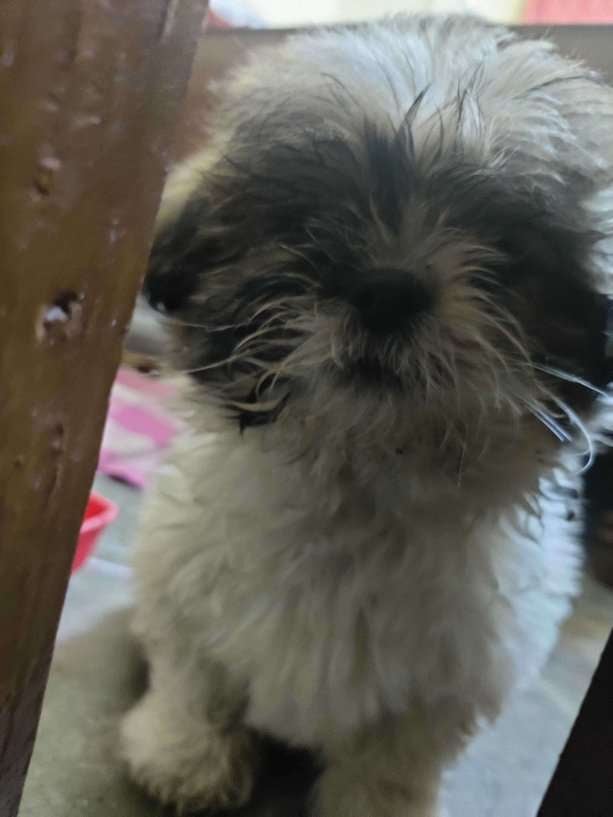Shih Tzu For Sale In Dibrugarh