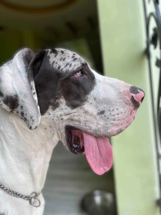 Great Dane Dogs For Mating In Kolkata