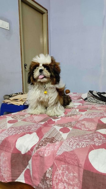 Shih Tzu For Adoption In Rajahmundry